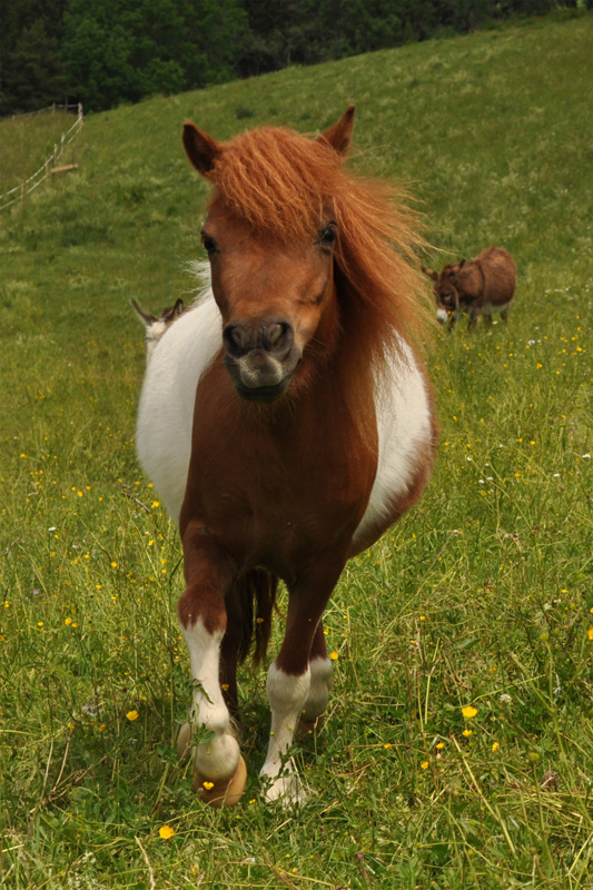 Eselinnot Pony 01